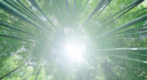 新しい扉〜はじめまして白鳥ともみです