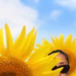 薬食同源〜カラダは食物に生かされている～夏