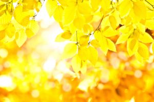 翡翠輝子 9/14イベントトーク「秋の金運UP大作戦」