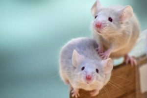 天海玉紀 12/14 子の巻「干支で読む11」